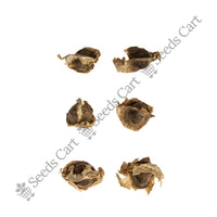 Drumstick Tree — tree seeds | Agroforestry seeds India | SeedsCart