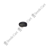 Velvet Bean — seeds close-up | High germination rate | SeedsCart