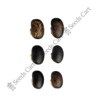 Velvet Bean — harvest ready plant | Grow at home India | SeedsCart