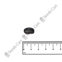 Velvet Bean — growing seedlings | ISF certified seeds | SeedsCart