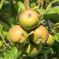 Crab Apple Seeds — plant growing in garden | Non-GMO vegetable seeds | SeedsCart