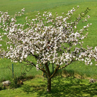 Crab Apple Seeds — seed packet | Buy vegetable seeds online India | SeedsCart
