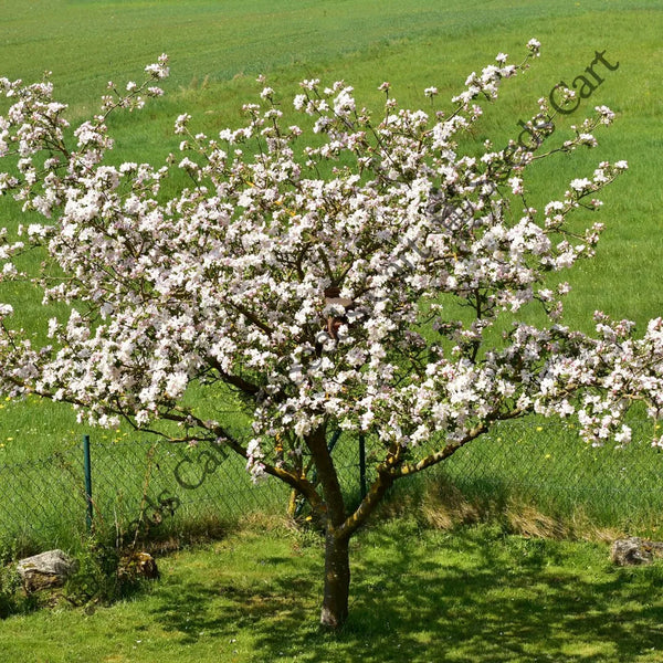 Crab Apple Seeds — seed packet | Buy vegetable seeds online India | SeedsCart