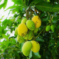 Mango Tree — mature tree | Forestry and reforestation seeds | SeedsCart