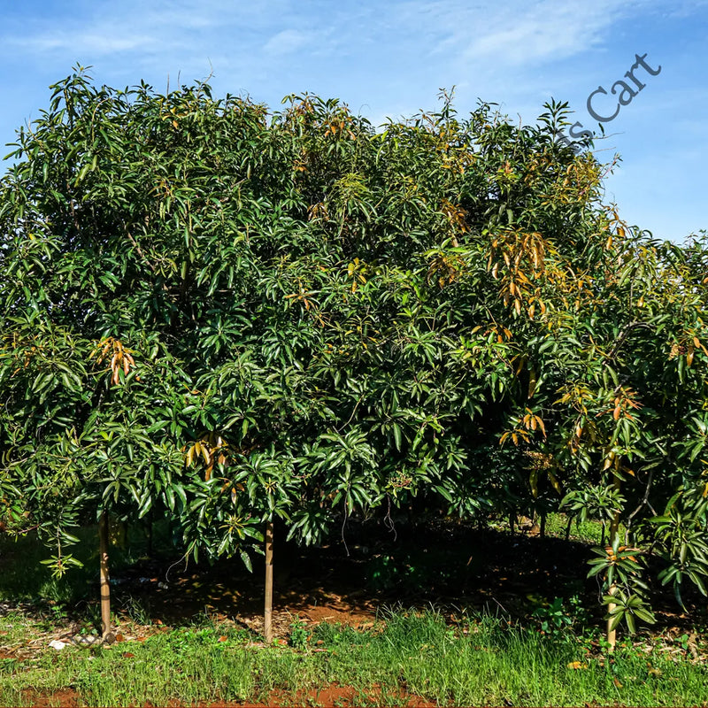 Mango Tree — seed packet | Buy tree seeds online India | SeedsCart