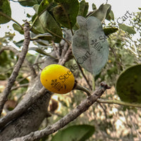 Ceylon Ironwood Seeds — plant growing in garden | Non-GMO vegetable seeds | SeedsCart