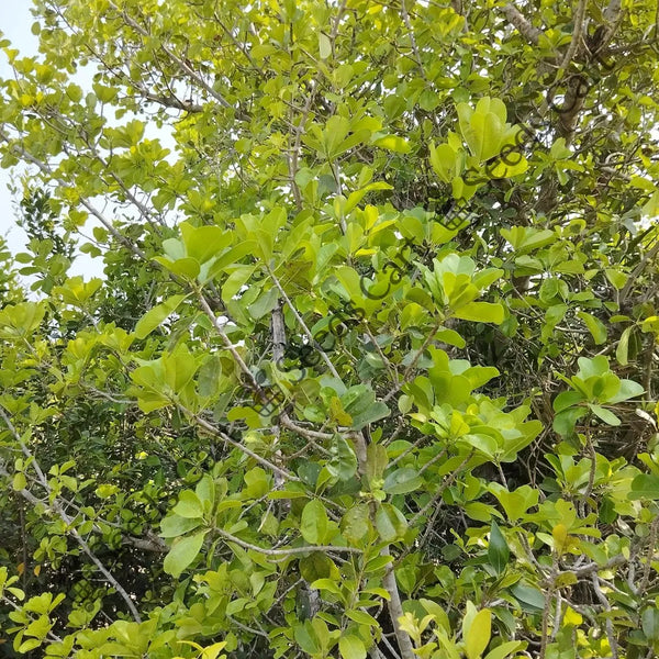 Ceylon Ironwood Seeds — seed packet | Buy vegetable seeds online India | SeedsCart