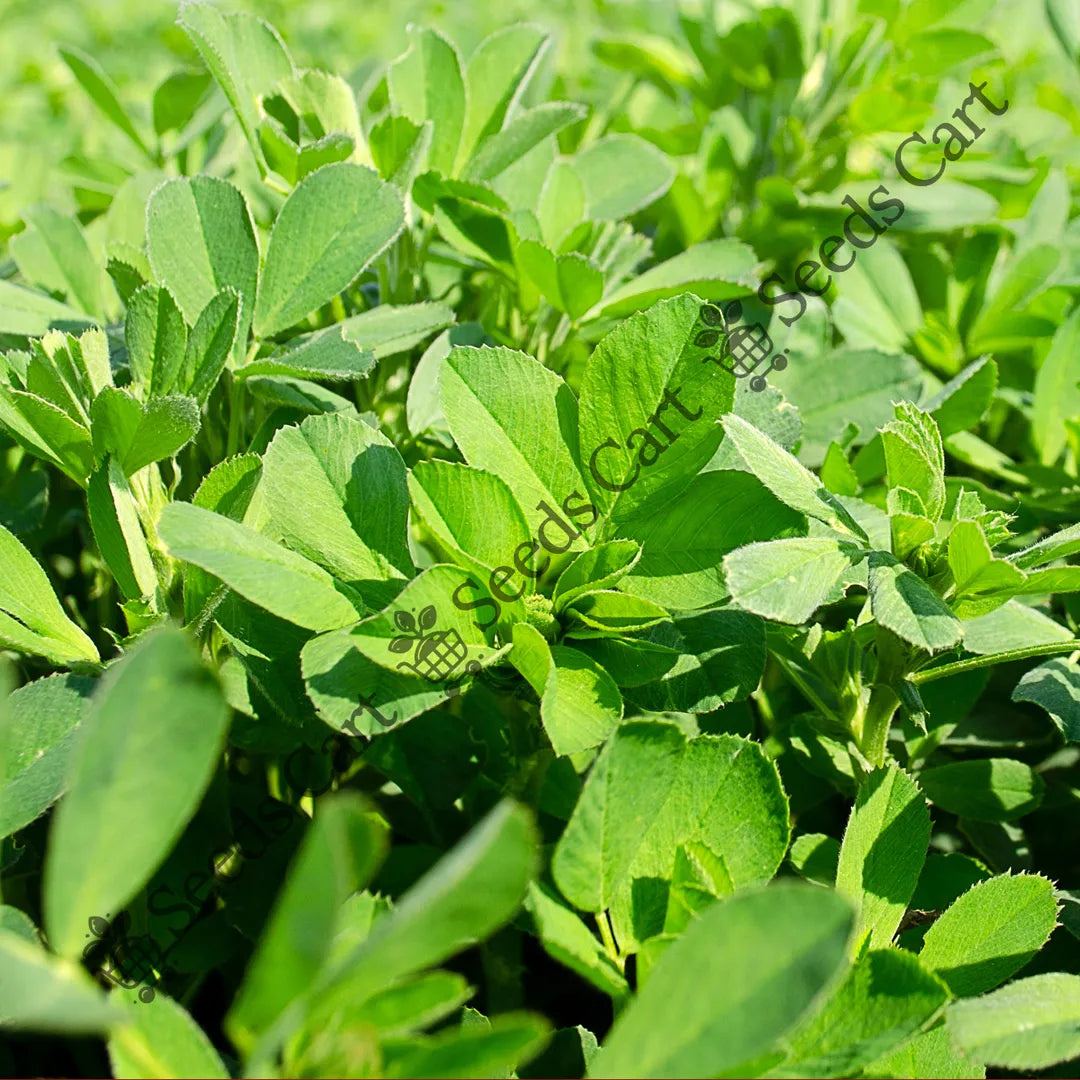 Alfalfa Seeds — seed packet | Buy vegetable seeds online India | SeedsCart