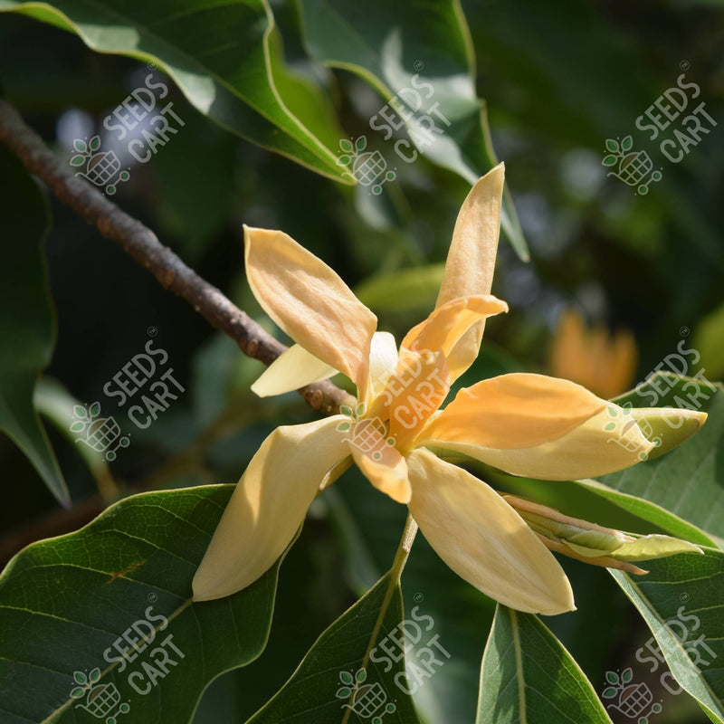 Michelia spp(Titachap) Seeds (Champa)