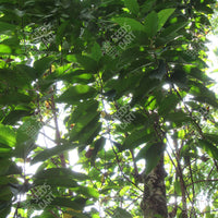Michelia champaca