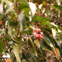 Michelia champaca