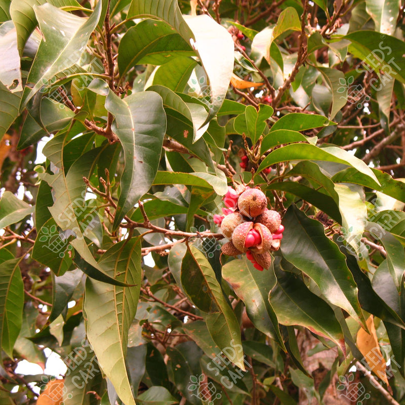 Michelia champaca