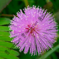 Touch-Me-Not Seeds — plant growing in garden | Non-GMO vegetable seeds | SeedsCart