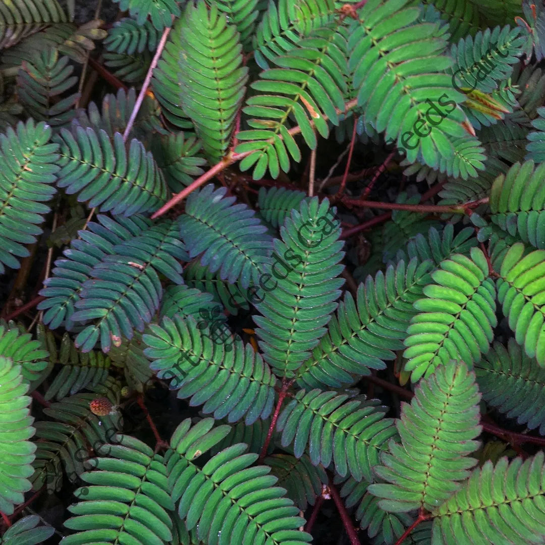 Touch-Me-Not Seeds — seed packet | Buy vegetable seeds online India | SeedsCart