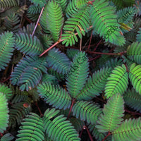 Touch-Me-Not Seeds — seed packet | Buy vegetable seeds online India | SeedsCart