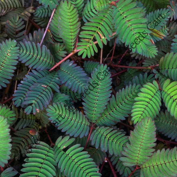 Touch-Me-Not Seeds — seed packet | Buy vegetable seeds online India | SeedsCart