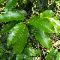 Mimusops elengi