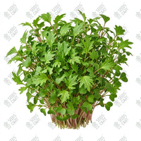 Mizuna Green Microgreen Seeds