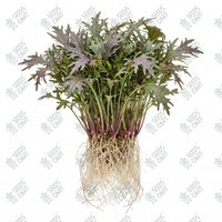Mizuna Red Microgreen Seeds