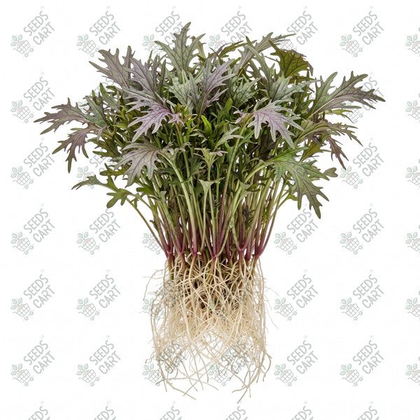Mizuna Red Microgreen Seeds