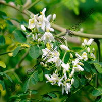 Drumstick Tree — mature tree | Forestry and reforestation seeds | SeedsCart