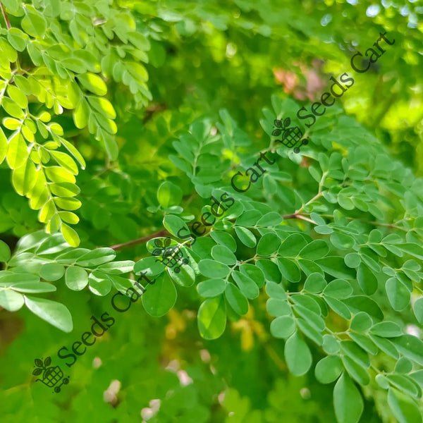 Drumstick Tree — seed packet | Buy tree seeds online India | SeedsCart