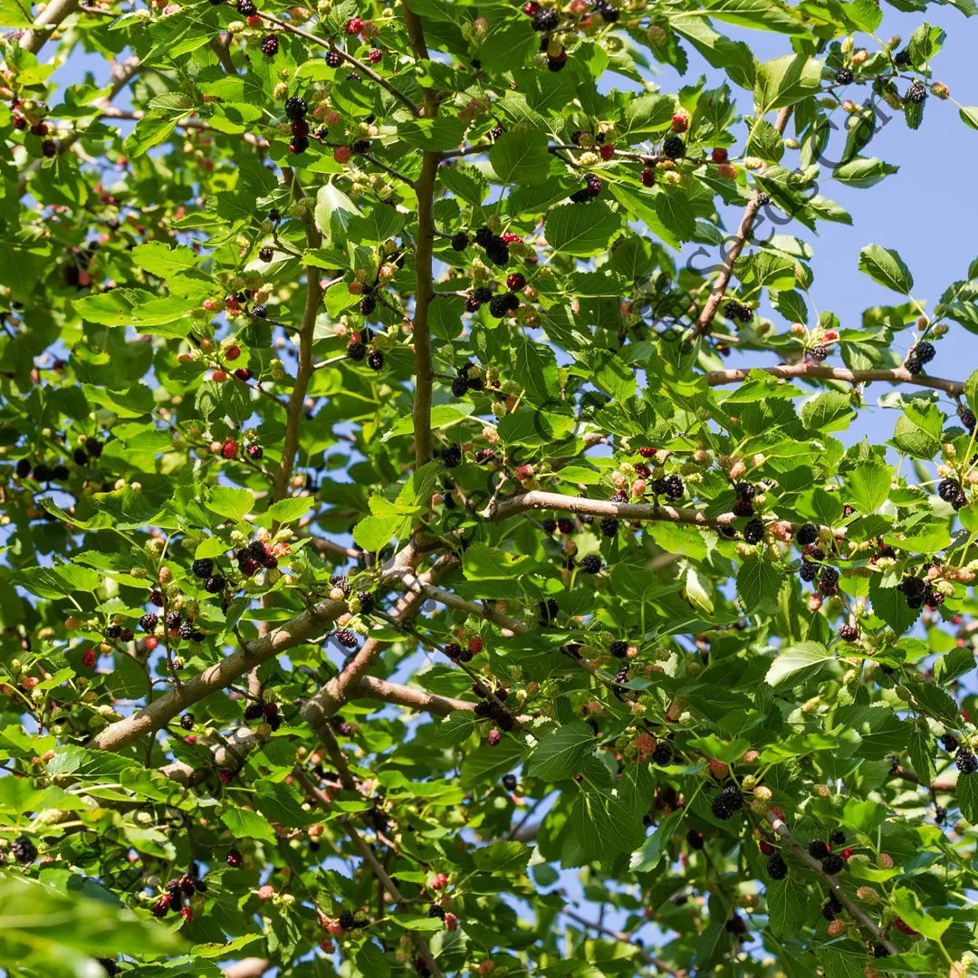 Black Mulberry Seeds (Morus nigra)