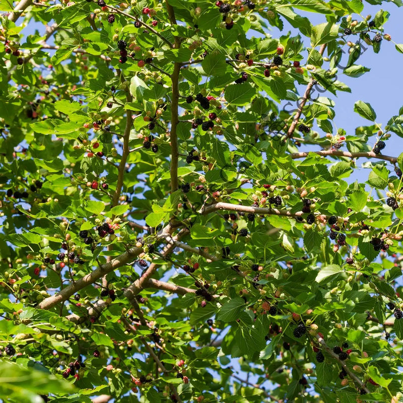 Black Mulberry Seeds (Morus nigra)
