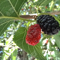 Black Mulberry Seeds (Morus nigra)