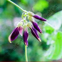 Velvet Bean — plant growing in garden | Non-GMO vegetable seeds | SeedsCart