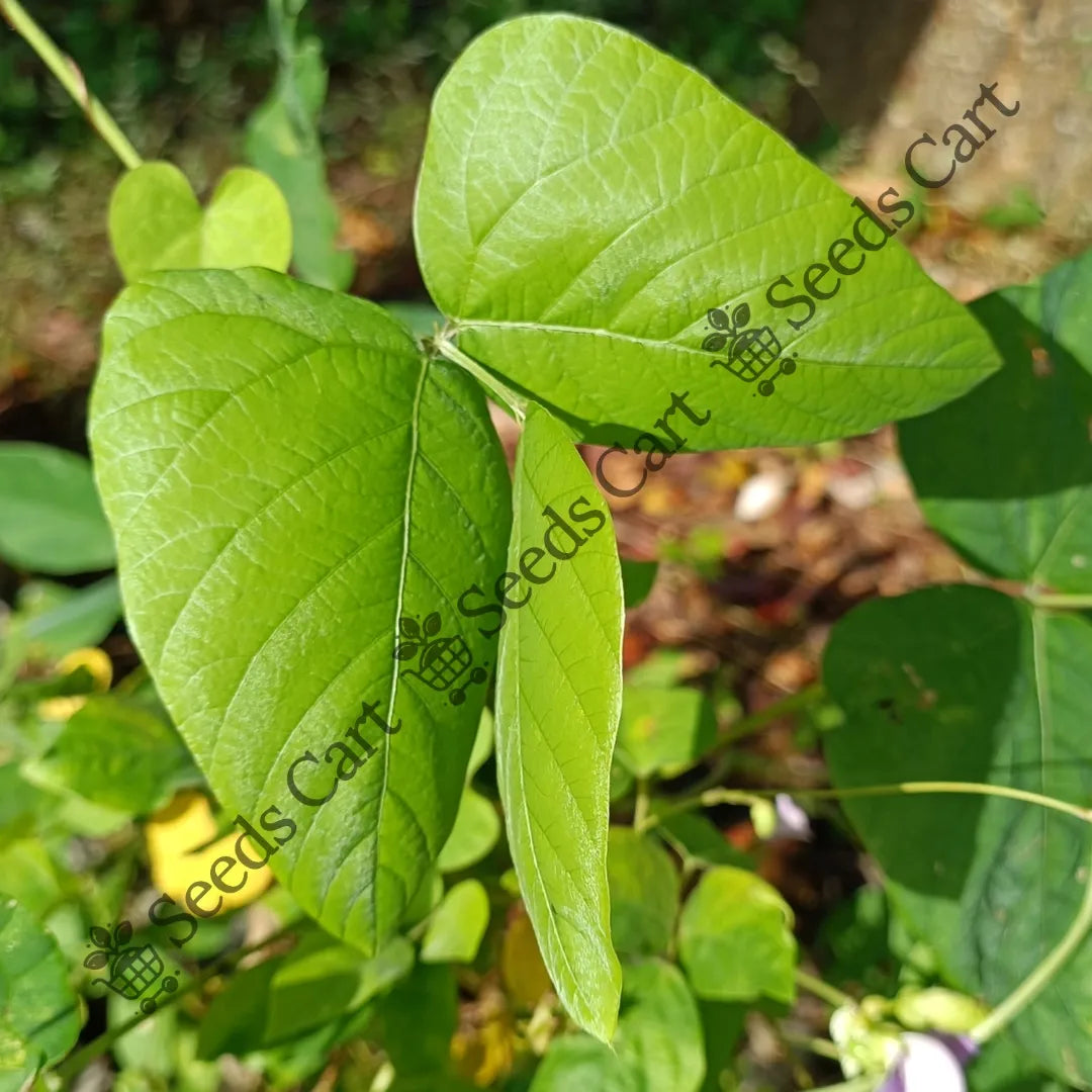 Velvet Bean — seed packet | Buy vegetable seeds online India | SeedsCart