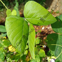 Velvet Bean — seed packet | Buy vegetable seeds online India | SeedsCart