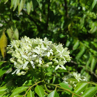 Curry Leaf Tree — mature tree | Forestry and reforestation seeds | SeedsCart