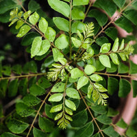 Curry Leaf Tree — seed packet | Buy tree seeds online India | SeedsCart