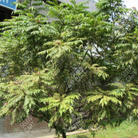 Curry Leaf Tree (Murraya koenigii)