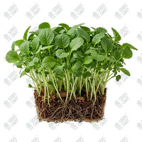 Mustard Green Microgreen Seeds
