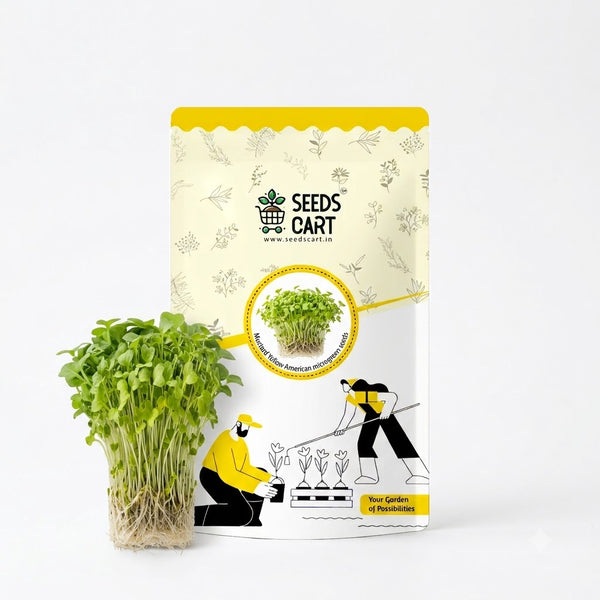 Mustard Yellow American Microgreen Seeds