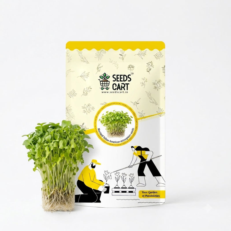Mustard Yellow American Microgreen Seeds