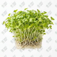 Mustard Yellow American Microgreen Seeds