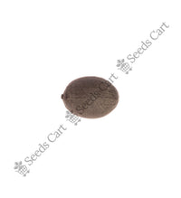 Indian Lotus Seeds — seeds close-up | High germination rate | SeedsCart