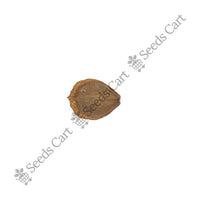 Night Jasmine Seeds — seeds close-up | High germination rate | SeedsCart