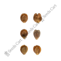 Night Jasmine Seeds — harvest ready plant | Grow at home India | SeedsCart