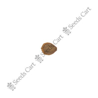 Night Jasmine Seeds — mature plant in pot | Kitchen garden seeds | SeedsCart