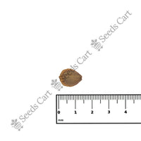 Night Jasmine Seeds — growing seedlings | ISF certified seeds | SeedsCart