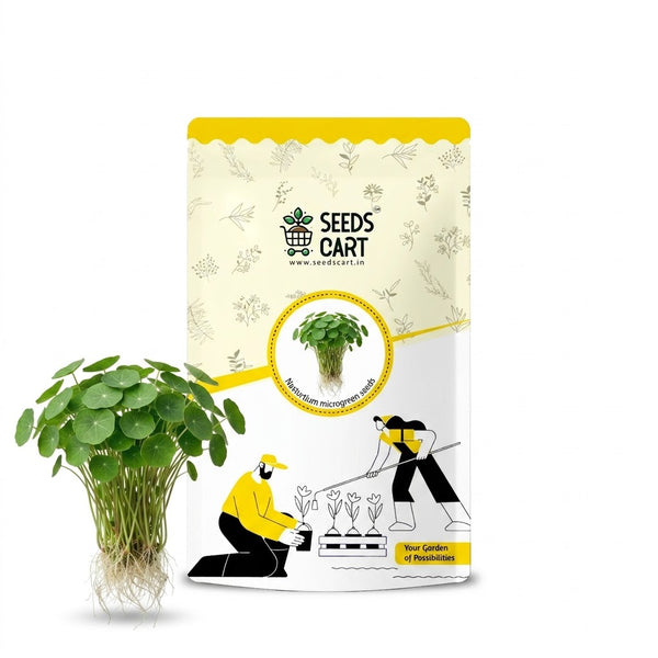 Nasturtium Microgreen Seeds