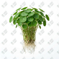 Nasturtium Microgreen Seeds