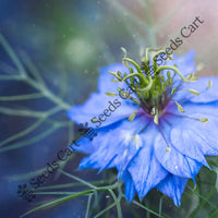 Black Cumin Seeds — plant growing in garden | Non-GMO vegetable seeds | SeedsCart