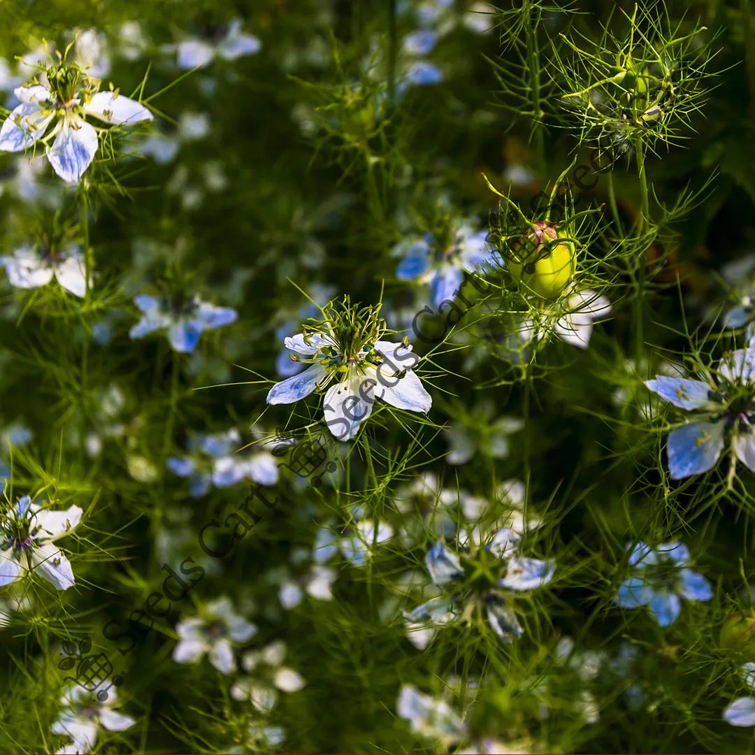 Black Cumin Seeds — seed packet | Buy vegetable seeds online India | SeedsCart