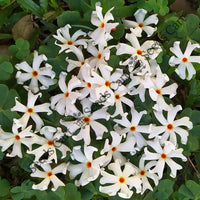 night jasmine plant seeds Night Jasmine Seeds (Nyctanthes arbor-tristis)