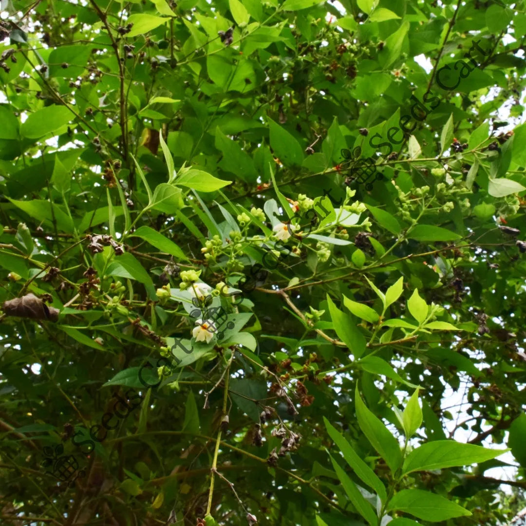 Night Jasmine Seeds — seed packet | Buy vegetable seeds online India | SeedsCart